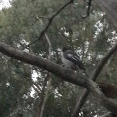 Cracticus torquatus (Grey Butcherbird) at Hughes Garran Woodland - 8 Feb 2021 by Tapirlord