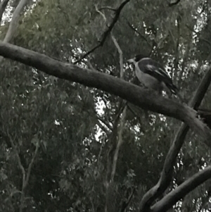 Cracticus torquatus at Garran, ACT - 8 Feb 2021 08:18 PM