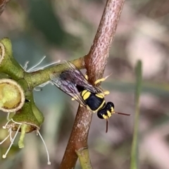 Hylaeus (Euprosopis) elegans (Harlequin Bee) at Murrumbateman, NSW - 8 Feb 2021 by SimoneC