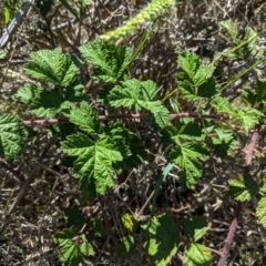 Rubus parvifolius (Native Raspberry) at Garran, ACT - 7 Feb 2021 by JackyF