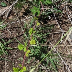 Rubus parvifolius at Garran, ACT - 7 Feb 2021 10:50 AM