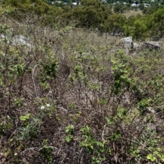 Rubus parvifolius at Garran, ACT - 7 Feb 2021 10:50 AM