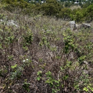 Rubus parvifolius at Garran, ACT - 7 Feb 2021 10:50 AM