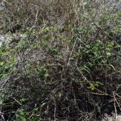 Rubus parvifolius at Garran, ACT - 7 Feb 2021