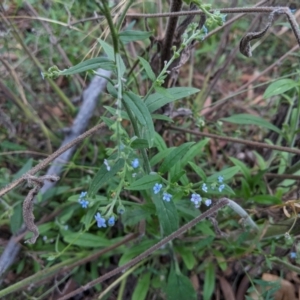 Cynoglossum australe at Jerrabomberra, NSW - 7 Feb 2021 06:37 PM