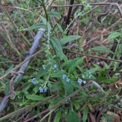 Cynoglossum australe (Australian Forget-me-not) at Jerrabomberra, NSW - 7 Feb 2021 by JackyF