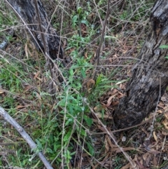 Cynoglossum australe at Jerrabomberra, NSW - 7 Feb 2021 06:37 PM