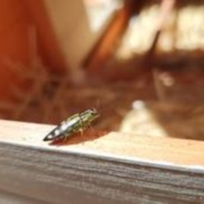 Diadoxus erythrurus (Callitris jewel beetle) at Florey, ACT - 8 Feb 2021 by Harrisi