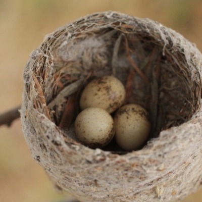 Rhipidura leucophrys (Willie Wagtail) at Burra, NSW - 4 Jan 2021 by alexwatt