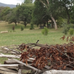 Rhipidura leucophrys at Burra, NSW - 4 Jan 2021