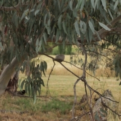 Rhipidura leucophrys at Burra, NSW - 4 Jan 2021