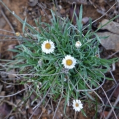 Leucochrysum albicans subsp. tricolor (Hoary Sunray) at Jerrabomberra, NSW - 7 Feb 2021 by JackyF