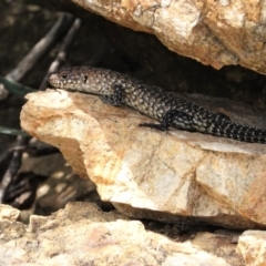 Egernia cunninghami (Cunningham's Skink) at Deakin, ACT - 8 Feb 2021 by JackyF