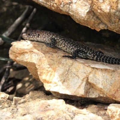 Egernia cunninghami (Cunningham's Skink) at Deakin, ACT - 8 Feb 2021 by JackyF