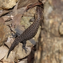 Egernia cunninghami at Deakin, ACT - 8 Feb 2021