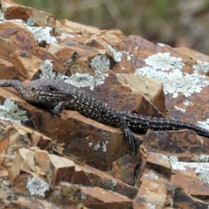 Egernia cunninghami at Deakin, ACT - 8 Feb 2021