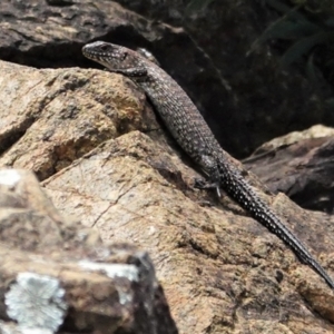 Egernia cunninghami at Deakin, ACT - 8 Feb 2021