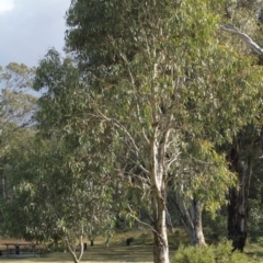 Eucalyptus pauciflora (A Snow Gum) at Cooleman, NSW - 6 Feb 2021 by alexwatt