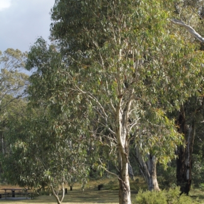 Eucalyptus pauciflora (A Snow Gum) at Kosciuszko National Park - 6 Feb 2021 by alexwatt