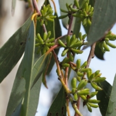 Eucalyptus pauciflora at Cooleman, NSW - 6 Feb 2021