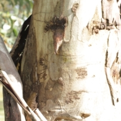 Eucalyptus pauciflora at Cooleman, NSW - 6 Feb 2021