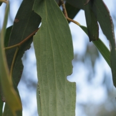 Eucalyptus pauciflora at Cooleman, NSW - 6 Feb 2021