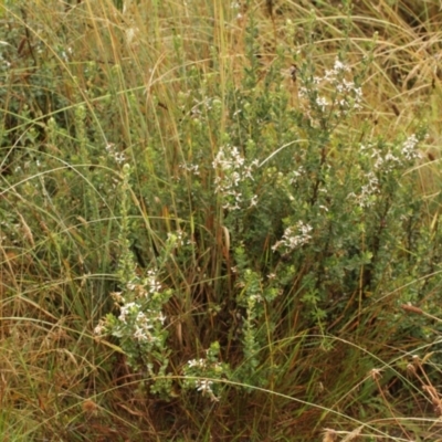 Olearia myrsinoides (Blush Daisy Bush) at Kosciuszko National Park - 6 Feb 2021 by alex_watt