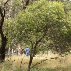 Eucalyptus stellulata (Black Sally) at Kosciuszko National Park - 6 Feb 2021 by alexwatt