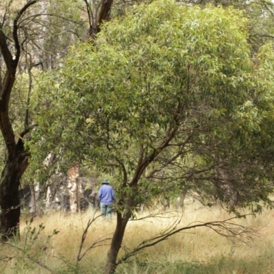 Eucalyptus stellulata (Black Sally) at Kosciuszko National Park - 6 Feb 2021 by alexwatt