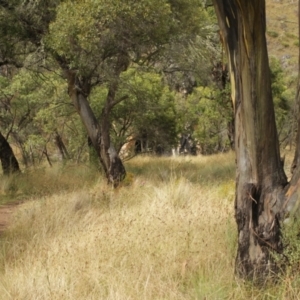 Eucalyptus stellulata at Bimberi, NSW - 6 Feb 2021