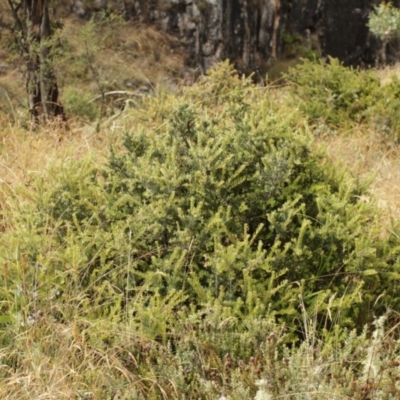 Grevillea lanigera (Woolly Grevillea) at Bimberi, NSW - 6 Feb 2021 by alex_watt