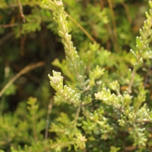 Grevillea lanigera at Bimberi, NSW - 6 Feb 2021