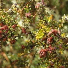 Mirbelia oxylobioides (Mountain Mirbelia) at Kosciuszko National Park - 6 Feb 2021 by alex_watt