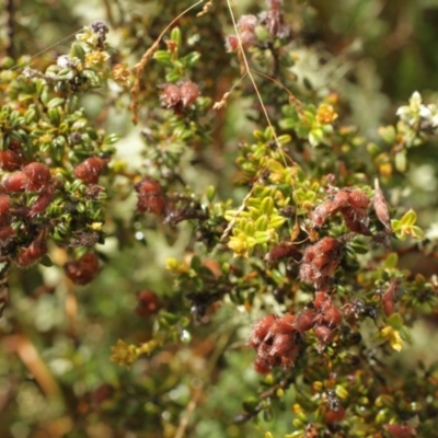 Mirbelia oxylobioides (Mountain Mirbelia) at Bimberi, NSW - 6 Feb 2021 by alex_watt