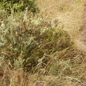 Mirbelia oxylobioides at Bimberi, NSW - 6 Feb 2021