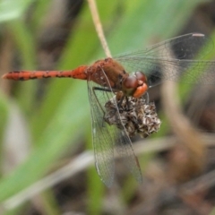 Diplacodes bipunctata (Wandering Percher) at Red Hill Nature Reserve - 8 Feb 2021 by JackyF