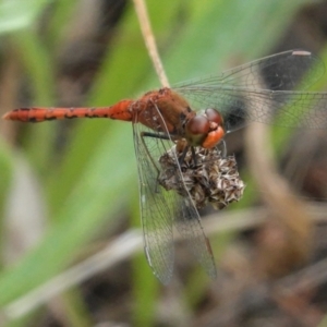 Diplacodes bipunctata at Deakin, ACT - 8 Feb 2021