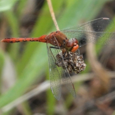 Diplacodes bipunctata (Wandering Percher) at Red Hill Nature Reserve - 8 Feb 2021 by JackyF
