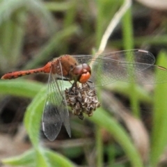 Diplacodes bipunctata at Deakin, ACT - 8 Feb 2021 11:56 AM