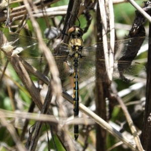 Hemicordulia tau at Deakin, ACT - 8 Feb 2021 02:11 PM