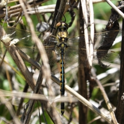 Hemicordulia tau (Tau Emerald) at Red Hill Nature Reserve - 8 Feb 2021 by JackyF