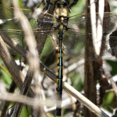 Hemicordulia tau at Deakin, ACT - 8 Feb 2021 02:11 PM