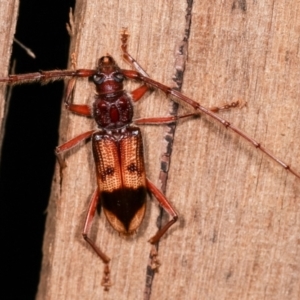 Phoracantha recurva at Melba, ACT - 4 Feb 2021 01:33 AM