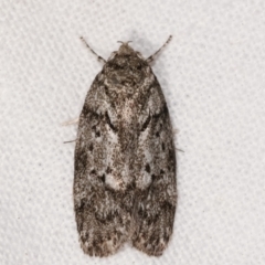 Philobota philostaura (A Concealer moth (Philobota group)) at Melba, ACT - 4 Feb 2021 by kasiaaus