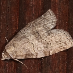 Calathusa sp nr dispila at Melba, ACT - 4 Feb 2021 01:41 AM