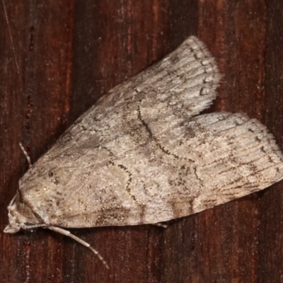 Calathusa sp nr dispila at Melba, ACT - 3 Feb 2021 by kasiaaus