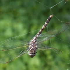 Adversaeschna brevistyla (Blue-spotted Hawker) at Hughes, ACT - 8 Feb 2021 by JackyF