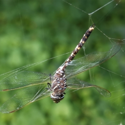 Adversaeschna brevistyla (Blue-spotted Hawker) at Hughes, ACT - 8 Feb 2021 by JackyF