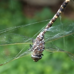 Adversaeschna brevistyla at Hughes, ACT - 8 Feb 2021 11:12 AM