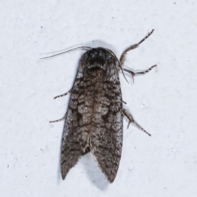 Trigonocyttara clandestina (Less-stick Case Moth) at Melba, ACT - 4 Feb 2021 by kasiaaus
